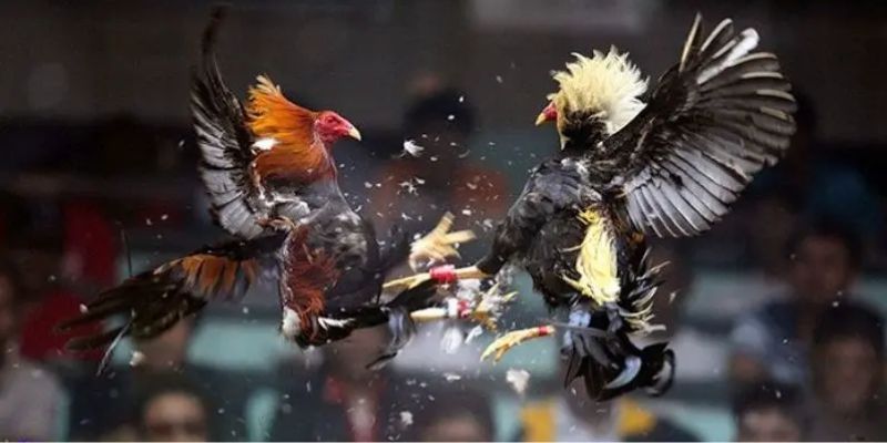 Những lợi ích nổi bật của bộ môn