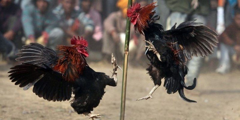 Trực tiếp đá gà cựa dao